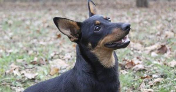 国家债务达到创纪录的34万亿美元;新年伊始最好的汽车;带着灿烂的笑容遇见一只小狗｜ Hot off the Wire播客